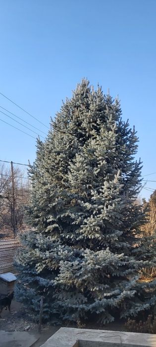 Лолубая ель.в продаже