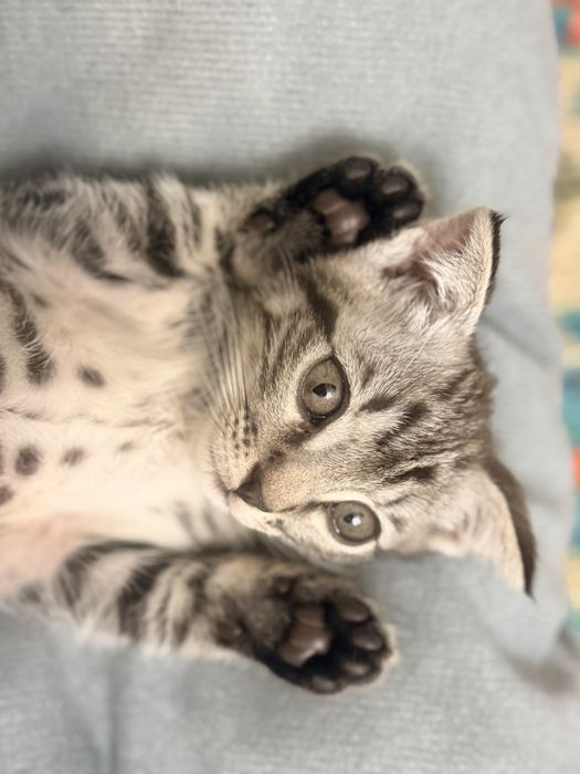 Котенок Матроскин ищет дом