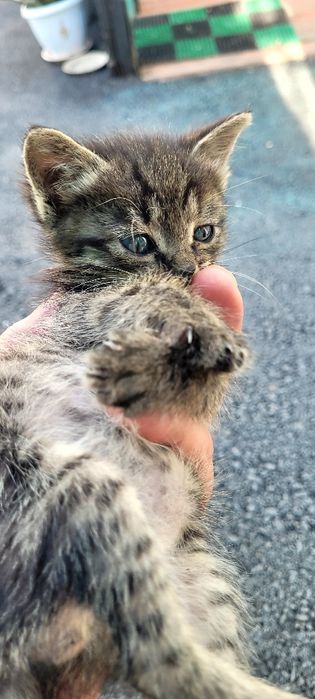 Котята  бесплатно