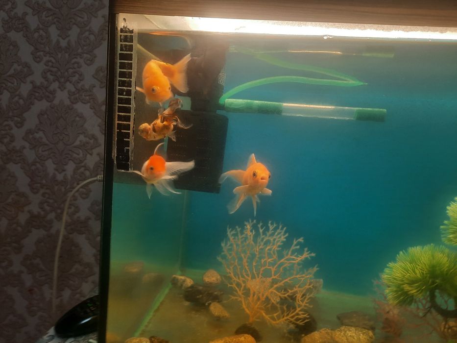 Продам аквариум 120л с рыбками