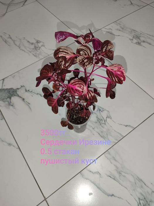 Продам комнатные цветы.