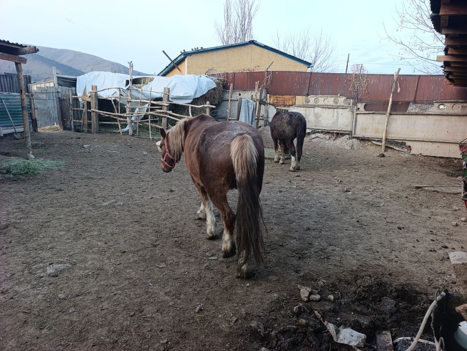 Бие кобылы Новоалтайск