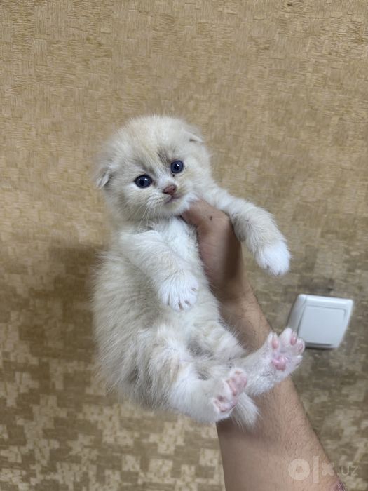 Котенок поподистый приучен к лотку