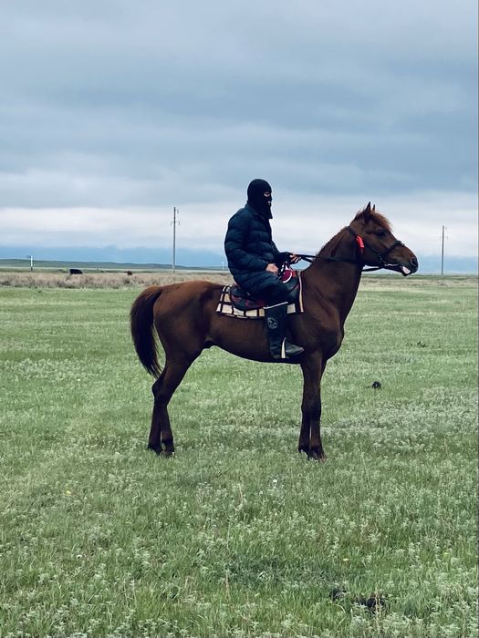 Айғыр жеребцы чистокровный