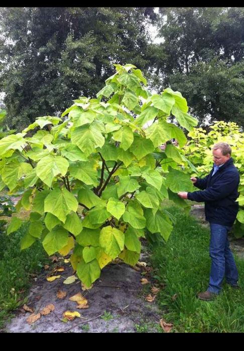 Butasi repicati Paulownia Shantong și Tomentosa, puieti anul 2