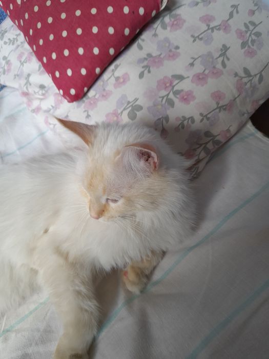 Регдолл мальчик 1 годик кастрирован привит.