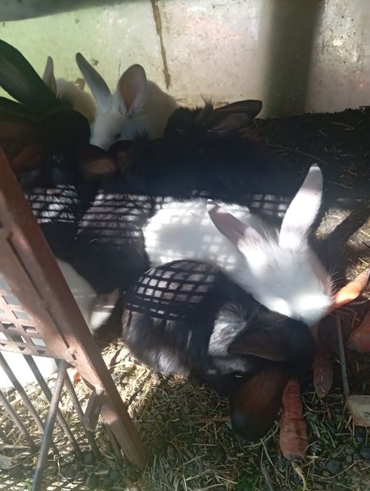 Pui de iepuri de casă