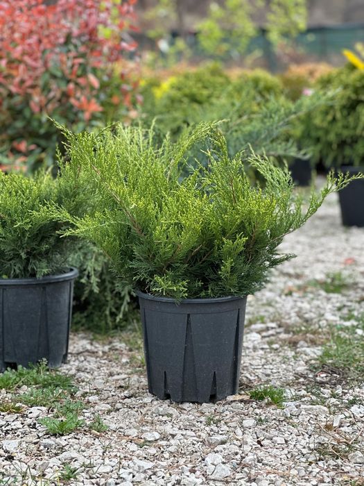 Tuia Leylandii -Perfecta pentru curtea ta .