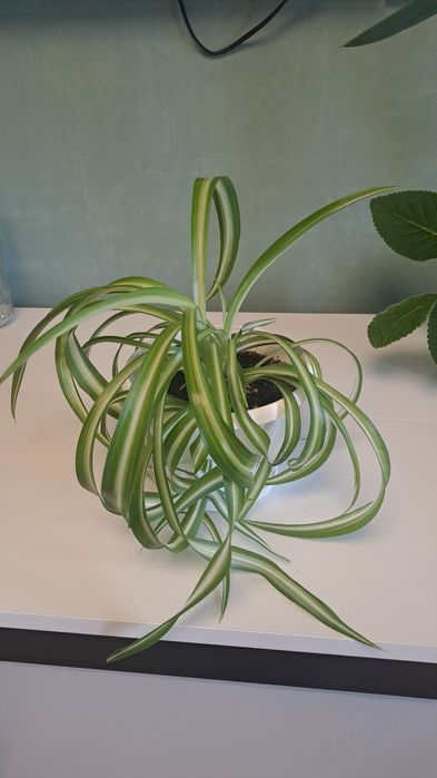 Продам комнатные цветы