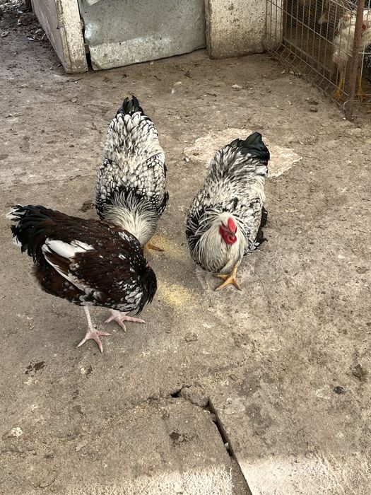 Cocosi de 7 luni  susex si wyandote