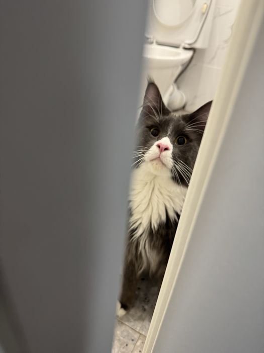 Продам мейнкуна мальчик