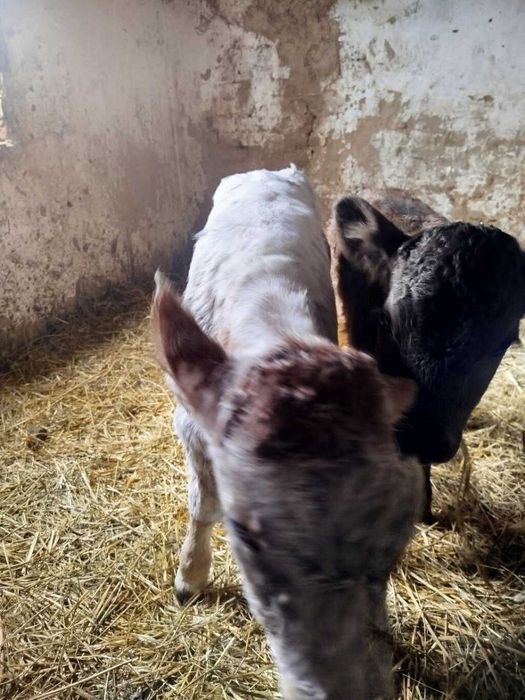 Отдам телёнка беспалтно