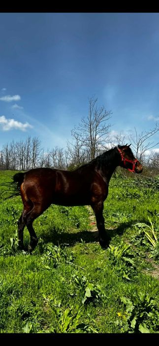 Vând Iapa 3 ani jumate