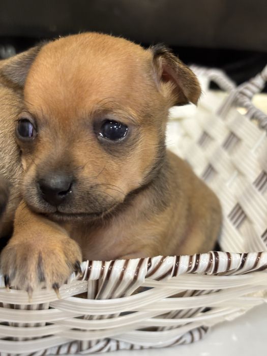 Мини тойтерьер  бронирование