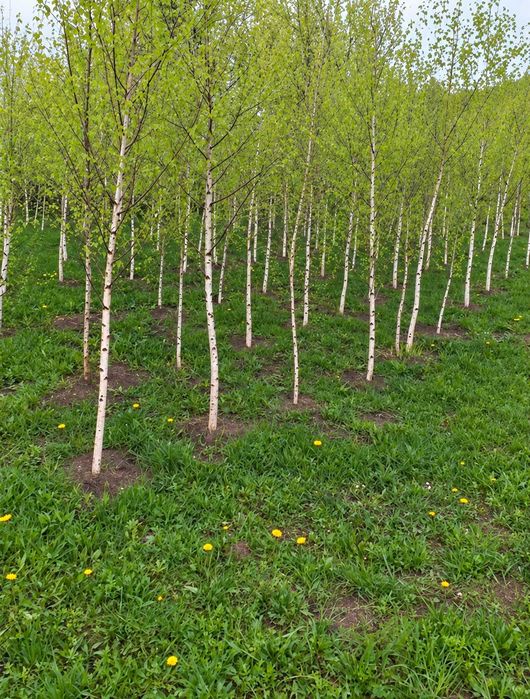 Mesteacan Alb Betula - Plante Foioase pentru Gradina