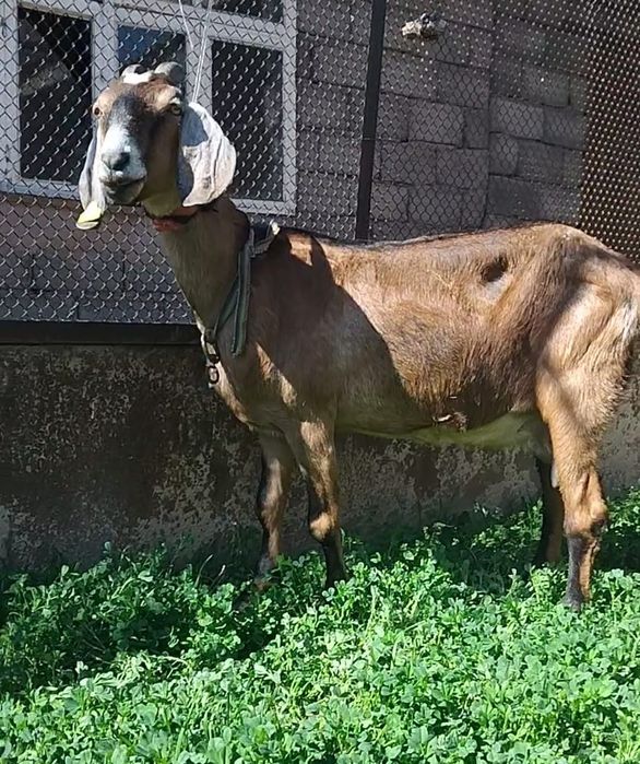 АнглоНубийский ешкі Қойға бартер