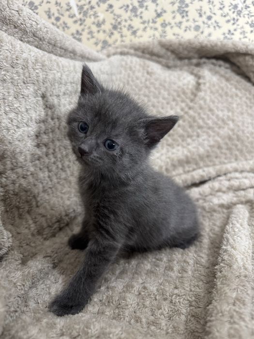 Котята отдам в добрые руки !