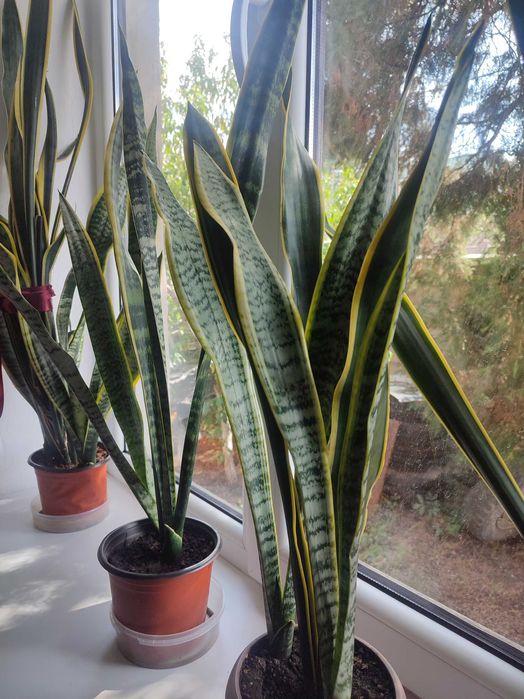 Комнатные  цветы