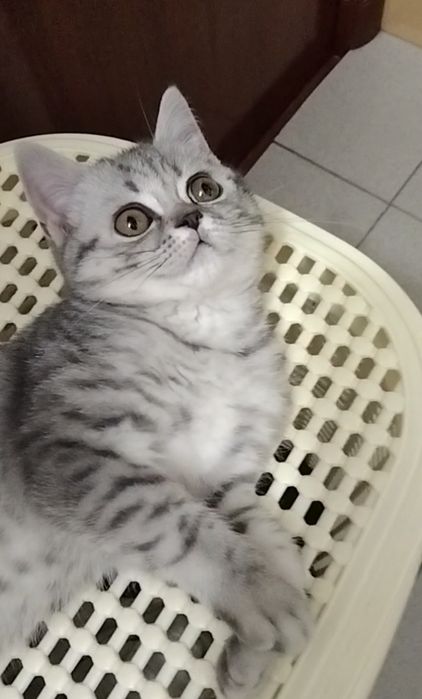 Скоттиш страйт. Девочка.