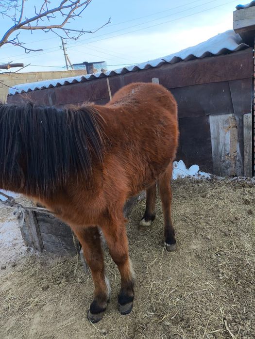 Лошадь     ………..