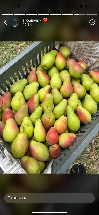 Апорт груша кандиль американка яблоки