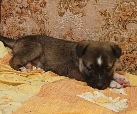 Catelusi de doua luni