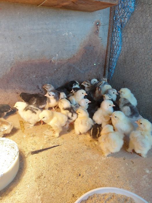 Пилета, кохин и брама