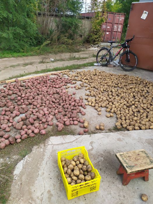 Продам картофель дачный.