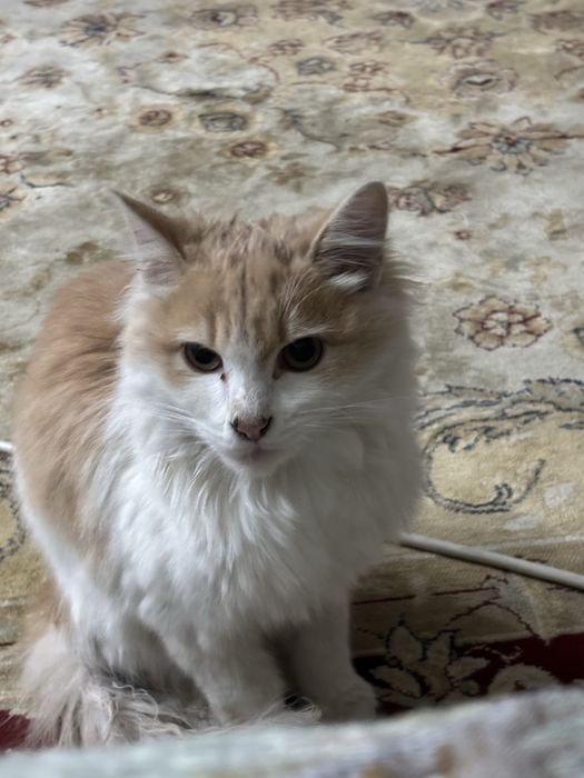 Кошка или котенок отдам
