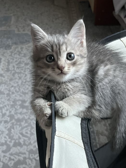 Мысық марғау кот котик