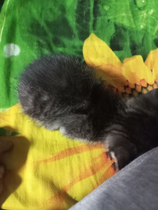 Отдам котят бесплатно