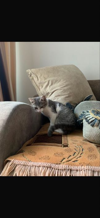 Потерялся котёнок