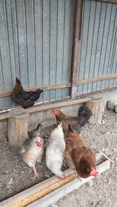 7 штук тауык сатылады