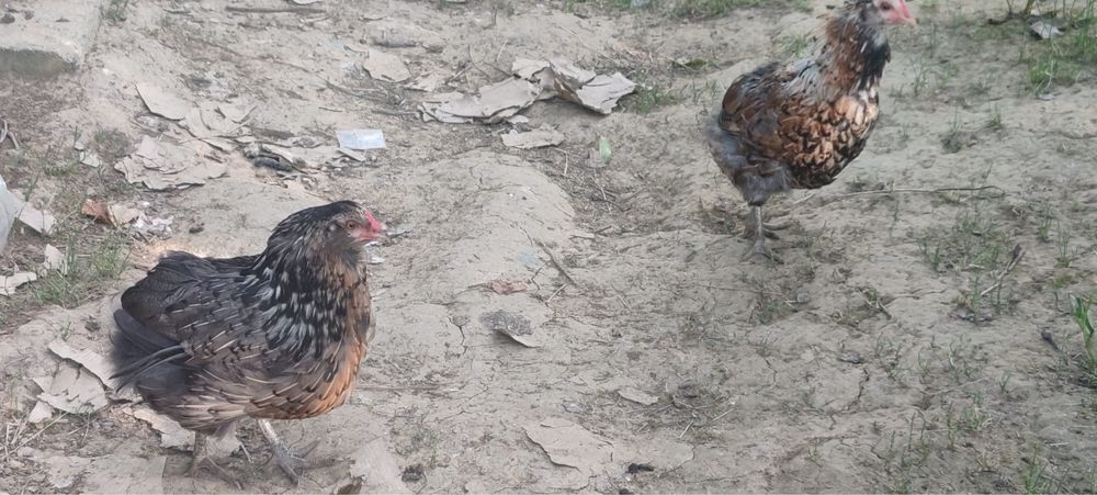 Gaini Araucana.