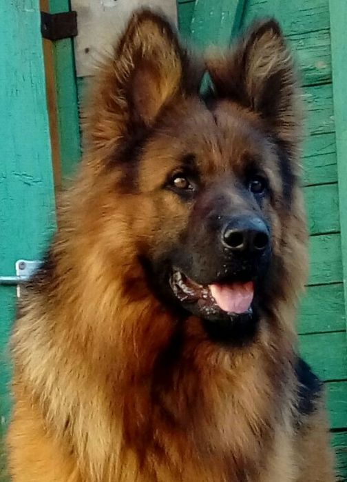 Немецкая овчарка