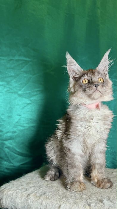 Котята породы Мейе-кун.