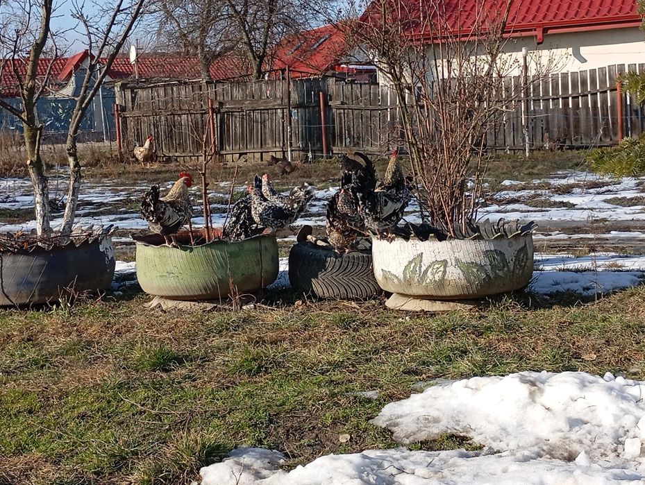 Găinușă și cocoș american