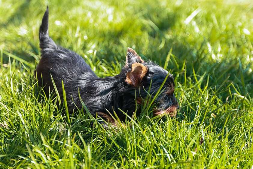 Йоркширски териер , мини йорки