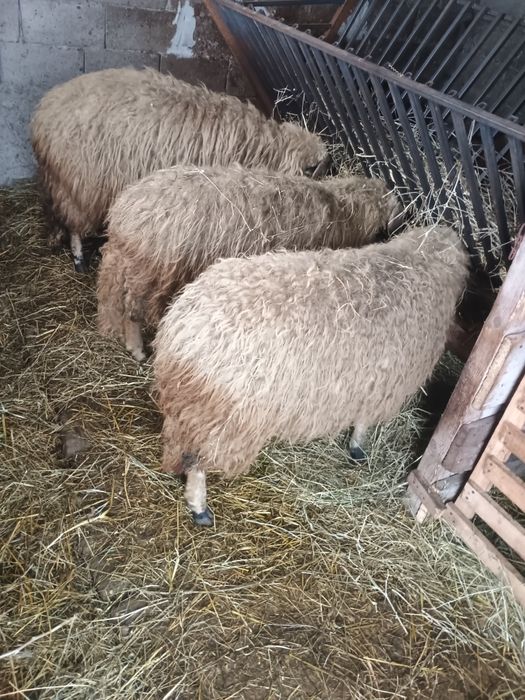 Vând 3 oi 2vsunt gestante
