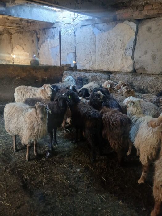 токтылар сатылады