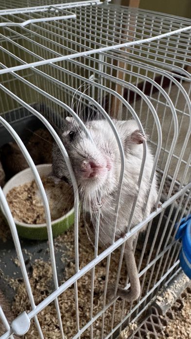 Продаю песчанок 5