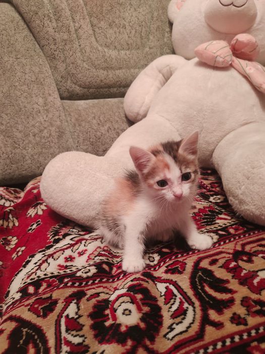 Отдам, котёнок, в хорошие руки.