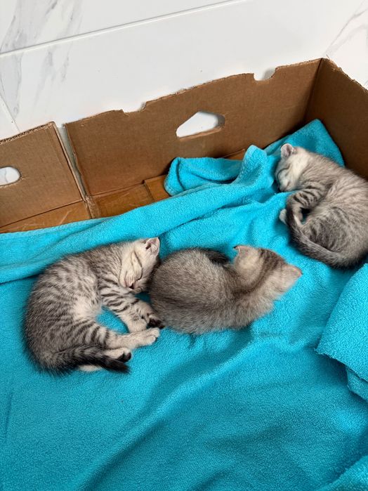 Котята вислоухие