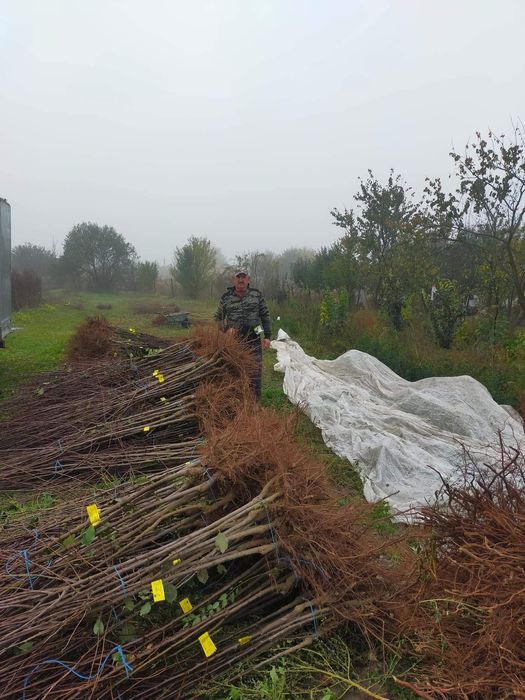 De vînzare pomi fructiferi ,viță de vie ,mure ,zmeură,afini,aronia,