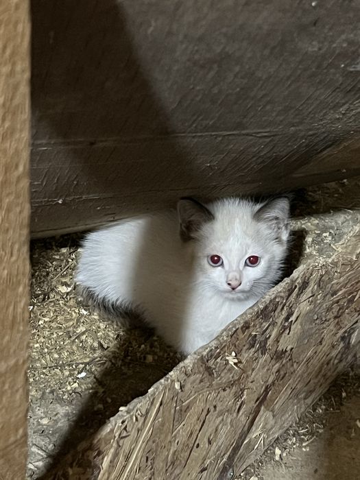 Мысық котёнок 5 штук