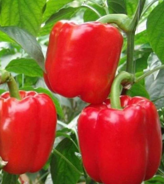 Продам рассаду перца