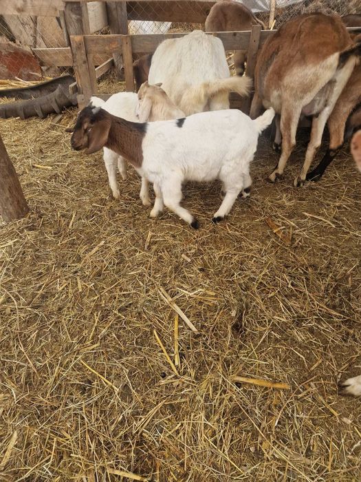 Vand capre de rasă si iezi