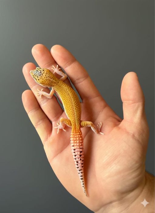 Vand gecko- leopard