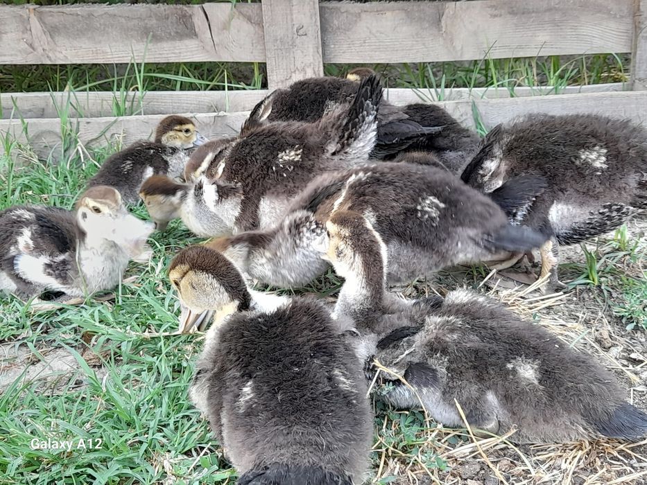 indoutka jo‘jalari sotiladi 10ta srochna sotiladi