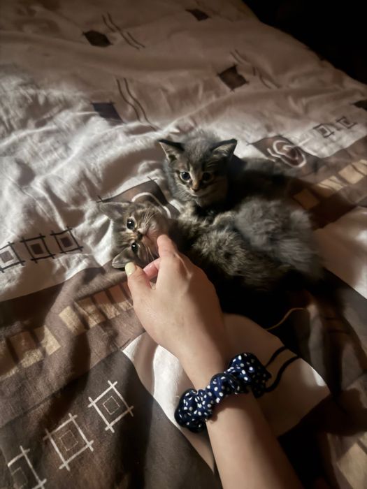 Отдаю милых котят